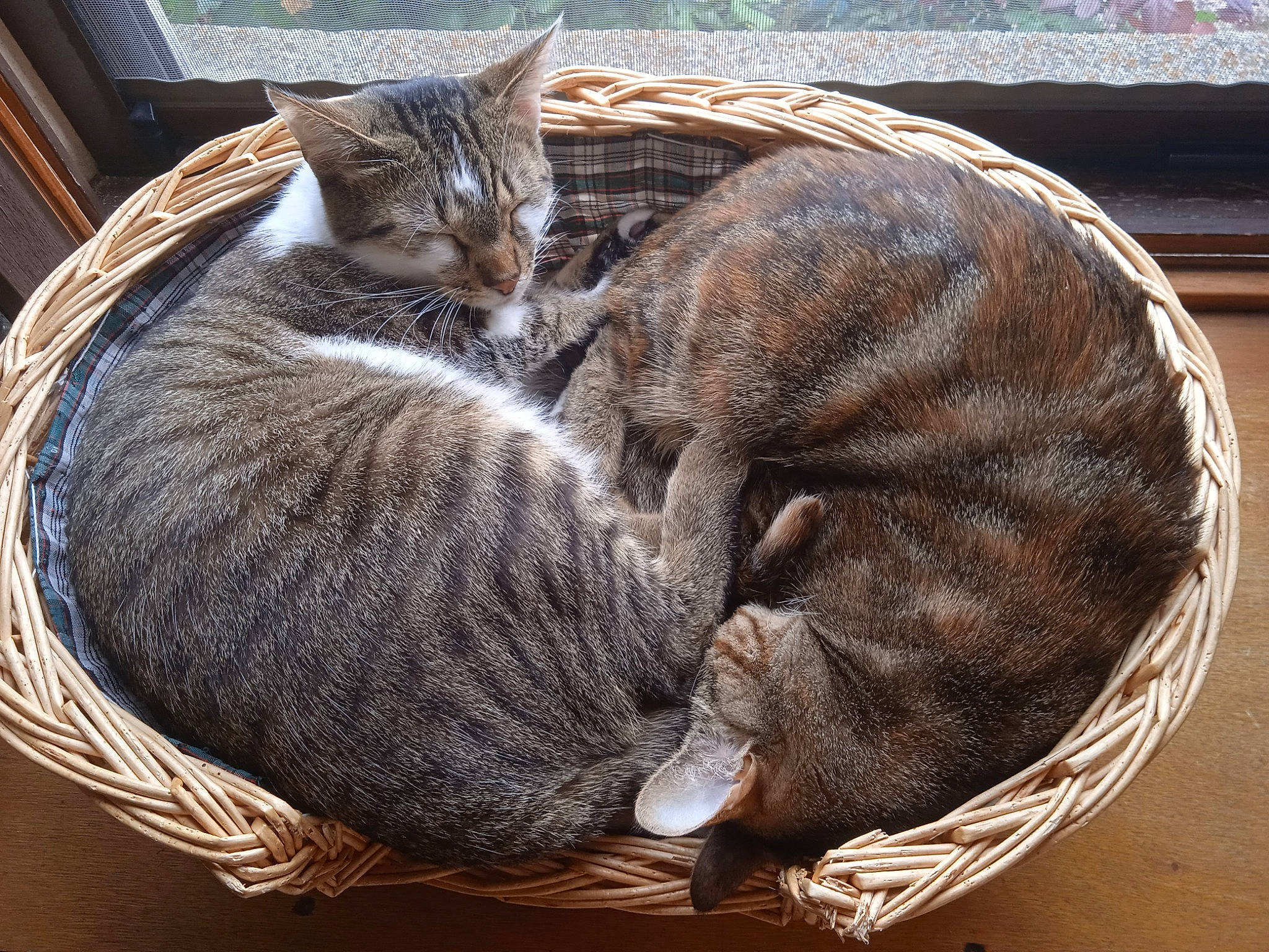 Rififi participe au concours pour gagner de l'argent avec cette photo : bag, basket, carnivore, cat, cat_bed, cat_supply, comfort, domestic_short_haired_cat, felidae, fur, grass, linens, nap, small_to_medium_sized_cats, tail, thread, vertebrate, whiskers, wood, wool