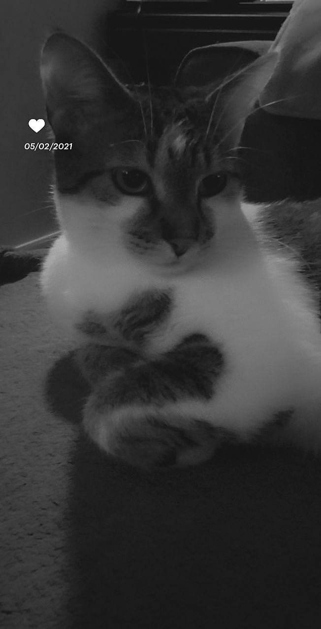 Rififi a rejoint le concours — aidez-le/la à gagner de superbes lots ! black_and_white, carnivore, cat, claw, darkness, domestic_short_haired_cat, felidae, fur, grey, monochrome, monochrome_photography, paw, shadow, sky, small_to_medium_sized_cats, snout, still_life_photography, tail, whiskers, wildlife