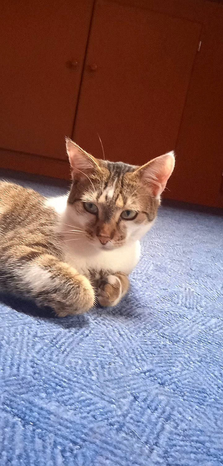 Rififi participe au concours pour gagner de l'argent avec cette photo : carnivore, cat, cat_supply, claw, comfort, domestic_short_haired_cat, fawn, felidae, flooring, fur, paw, sitting, small_to_medium_sized_cats, snout, tail, terrestrial_animal, whiskers, wildlife, window, wood