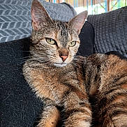 Rififi Et Ruby participe au concours pour gagner de l'argent avec cette photo : cat, tabby_cat, whiskers, ears, couch, cushion, indoor, pet, furry, close_up, portrait, relaxed, paws, green_eyes, nose, sofa, fur_texture, lounging, front_legs, striped_background