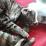 cat, two_cats, sleeping, cuddling, paws, whiskers, fur, tabby, white_fur, red_blanket, blanket, indoor, pet, nap, close_up, bed, cozy, resting, pair, feline