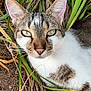 cat, close_up, outdoor, grass, greenery, tabby, white_fur, whiskers, ears, eyes, portrait, nature, pet, animal, lying_down, nose, fur_texture, leaf, ground, relaxed