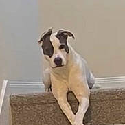 Diamond is registered to the contest to win money with this photo: animal, brown, calm, canine, carpet, companion, crossed_paws, cute, dog, domestic, house, indoor, looking, paw, pet, portrait, relaxed, resting, stairs, white