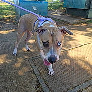 Baby is registered to the contest to win money with this photo: dog, canine, pet, leash, harness, heterochromia, blue_eye, brown_eye, tongue_out, curious_expression, sidewalk, pavement, manhole_cover, tree, bush, shadow, sunlight, outdoor, close_up, park