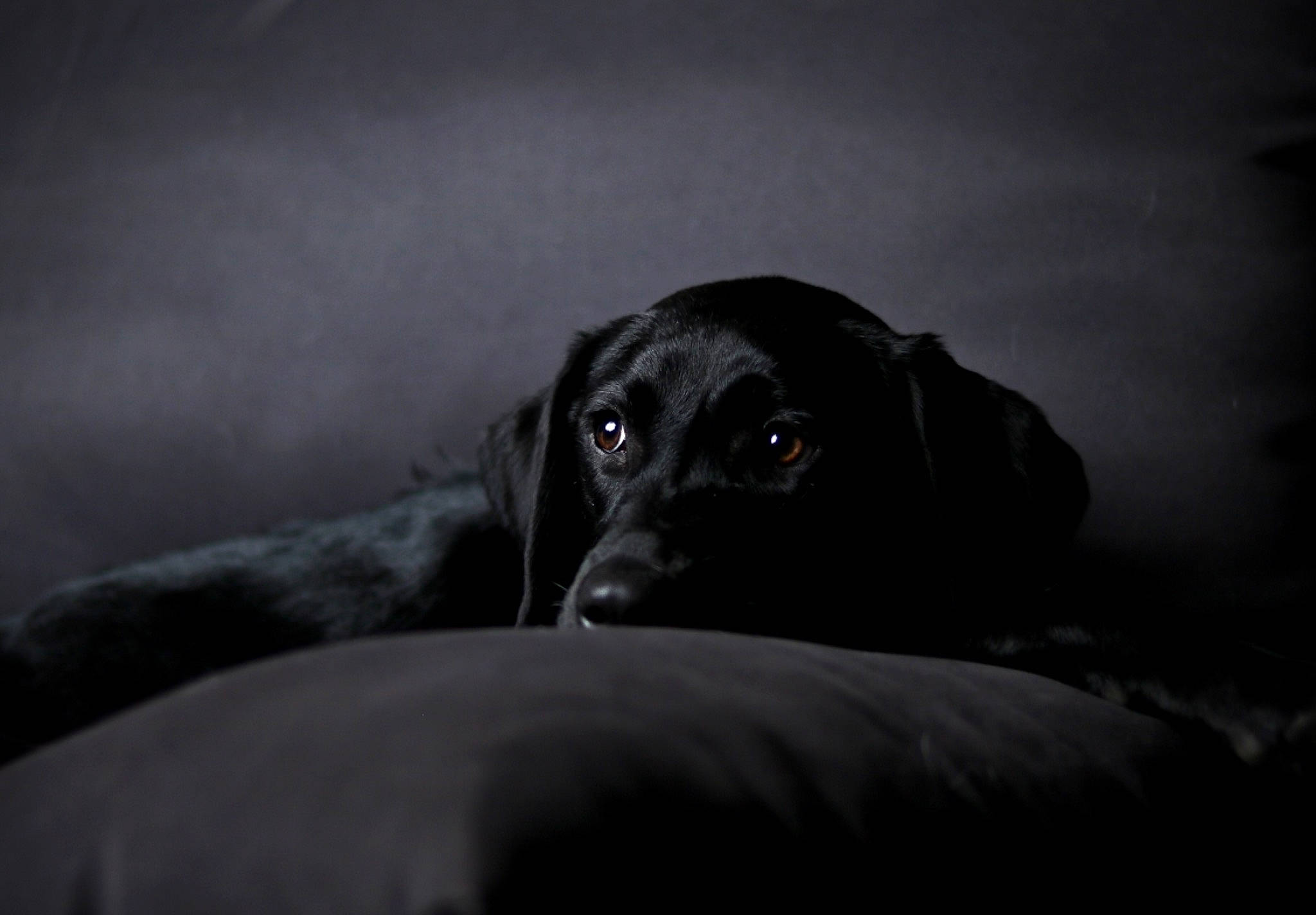 Orka a rejoint le concours — aidez-le/la à gagner de superbes lots ! black, black_and_white, canidae, carnivore, cloud, darkness, dog, dog_breed, eye, labrador_retriever, monochrome, monochrome_photography, nose, photography, pointer, retriever, snout, sporting_group, whiskers, white