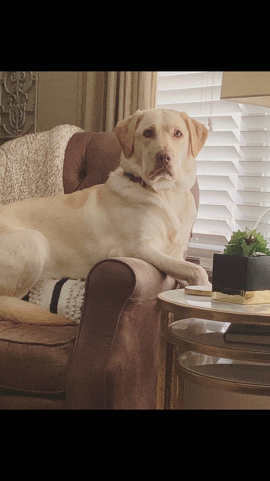 Sadie Mae joined the competition — help win amazing prizes! carnivore, chair, collar, comfort, companion_dog, dog, dog_breed, dog_collar, fawn, flooring, flowerpot, fur, happy, houseplant, plant, snout, sporting_group, whiskers, window, working_animal