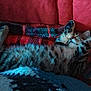 animal, blanket, cat, comfort, cozy, cute, feline, fur, indoor, kitten, napping, paw, pet, plaid, red_couch, relaxed, resting, sleeping, soft, tabby