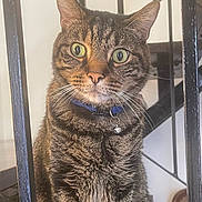 Mambo joined the competition — help win amazing prizes! animal, bell, cat, chair, close_up, collar, curious, domestic, feline, fur, green_eyes, indoor, looking, metal_bars, pet, portrait, sitting, staircase, tabby, whiskers