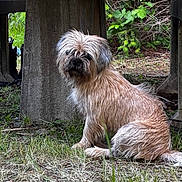 Rumble joined the competition — help win amazing prizes! dog, animal, grass, outdoor, nature, greenery, concrete, shaggy_fur, pet, canine, sitting, scruffy, woodland, plant, leaves, daylight, fur, mammal, grassland, quiet
