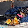 animal, black_and_tan, blanket, couch, cozy, cute, dog, duck, ears, fur, indoor, paw, pet, pink_collar, plush_toy, puppy, relaxation, resting, sleeping, snout