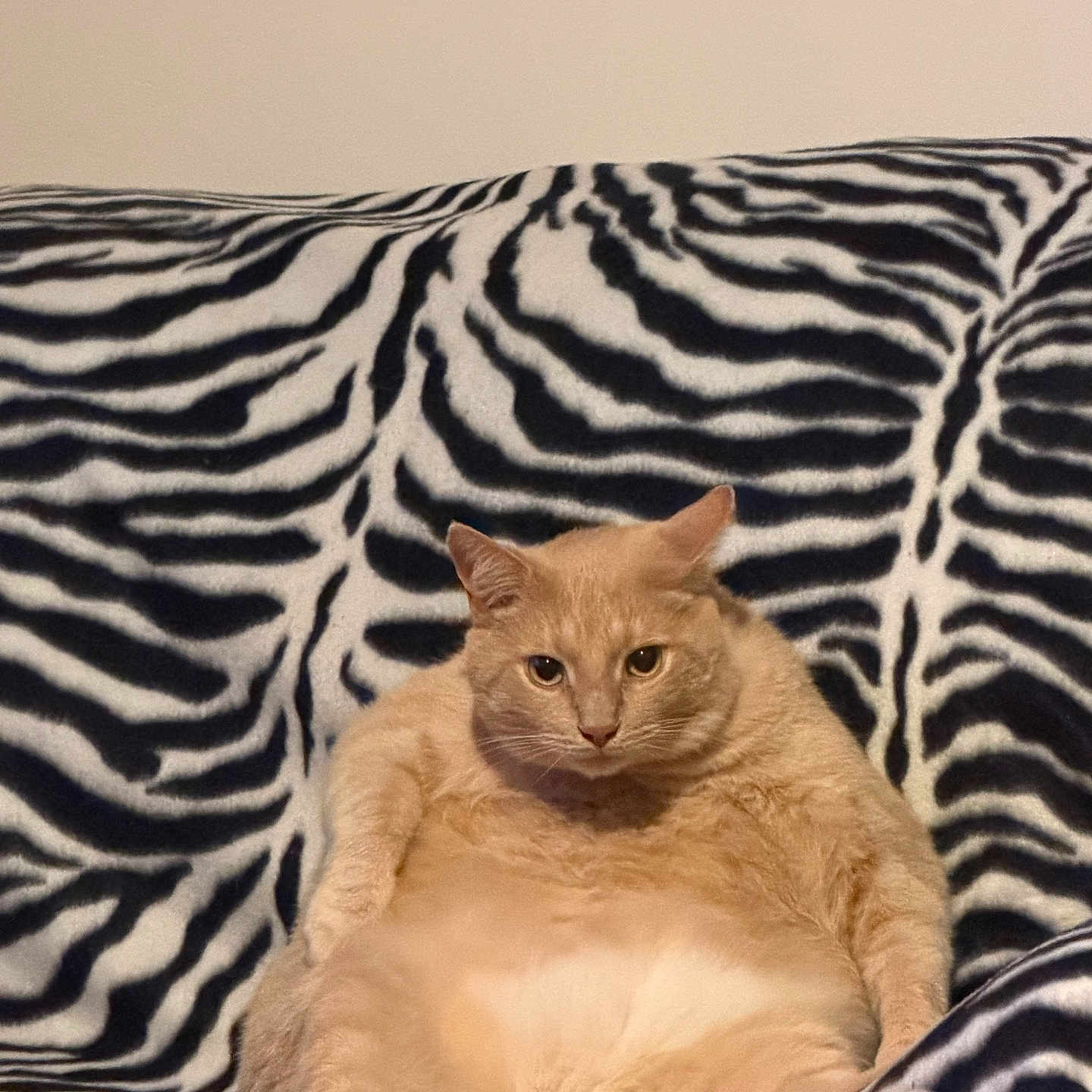 Jasper