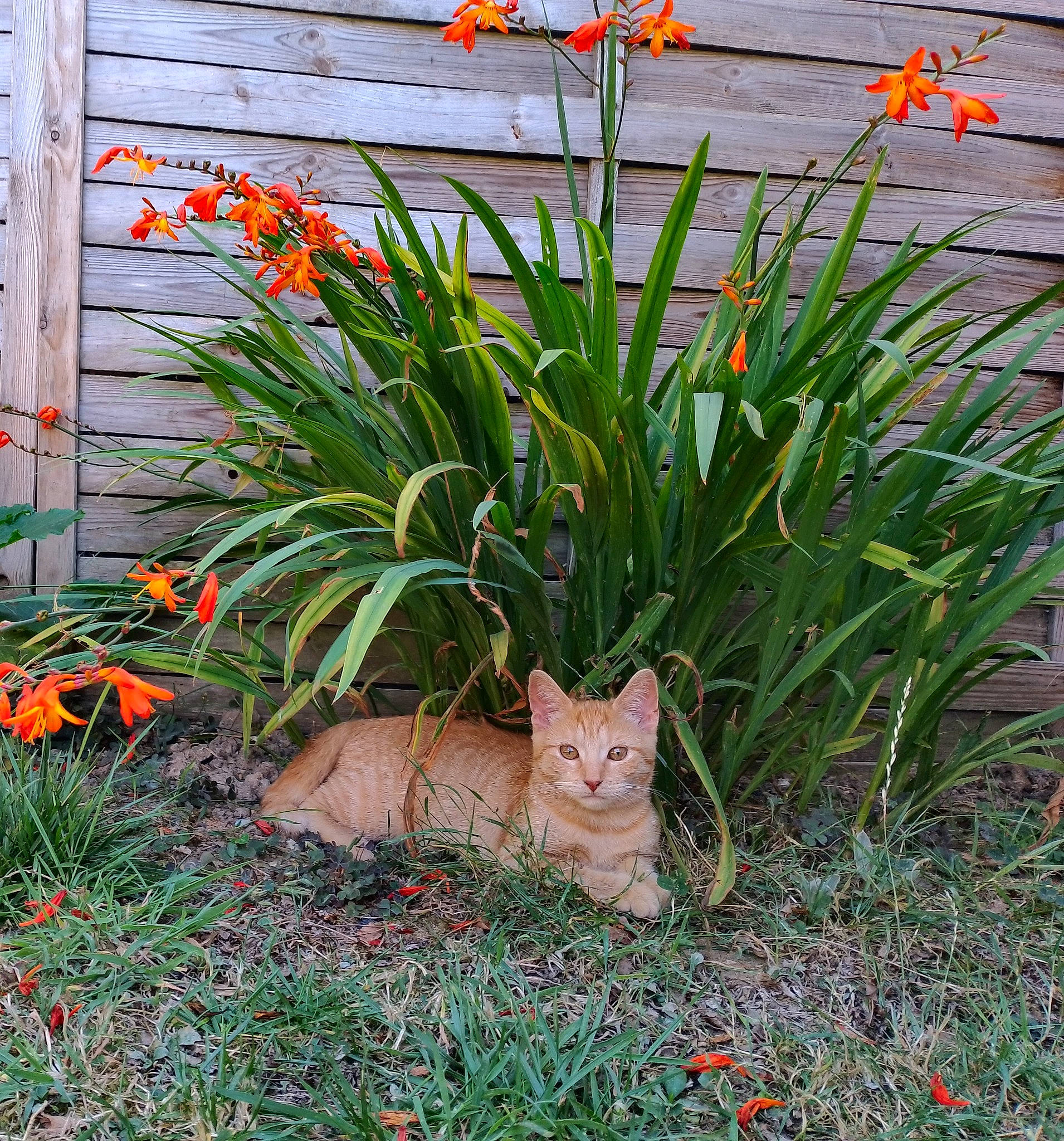 Nalah a rejoint le concours — aidez-le/la à gagner de superbes lots ! annual_plant, carnivore, cat, domestic_short_haired_cat, fawn, felidae, flower, flowering_plant, garden, grass, grass_family, groundcover, landscape, plant, small_to_medium_sized_cats, soil, tail, terrestrial_animal, terrestrial_plant, whiskers