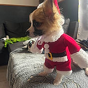 Nougat participe au concours pour gagner de l'argent avec cette photo : animal, blanket, canine, christmas, costume, couch, cute, decor, dog, festive, fur, holiday_outfit, home, indoor, pet, santa_costume, side_view, small_dog, soft_lighting, toy_like