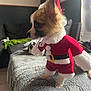 animal, blanket, canine, christmas, costume, couch, cute, decor, dog, festive, fur, holiday_outfit, home, indoor, pet, santa_costume, side_view, small_dog, soft_lighting, toy_like