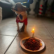 Nougat participe au concours pour gagner de l'argent avec cette photo : animal, birthday, blurry, candle, canine, celebration, costume, cute, dog, domestic_animal, festive_hat, first_birthday, food, holiday, indoor, party, pet, plate, small_dog, tile_floor