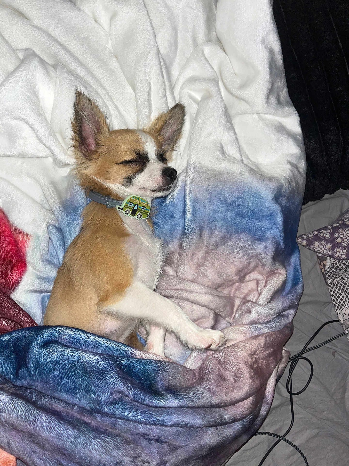 Nougat a rejoint le concours — aidez-le/la à gagner de superbes lots ! dog, sleeping, blanket, cozy, small_dog, fur, pet, indoor, resting, ears, collar, cute, relaxation, bed, comfort, animal, nap, fur_pattern, paw, domestic_animal