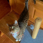 Boom joined the competition — help win amazing prizes! cat, tabby, collar, bell, wooden_bench, scratching_post, toy, floor, indoor, pet, curious, animal, feline, whiskers, ears, tail, paw, looking_up, household, furniture