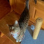cat, tabby, collar, bell, wooden_bench, scratching_post, toy, floor, indoor, pet, curious, animal, feline, whiskers, ears, tail, paw, looking_up, household, furniture