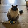 cat, indoor, tile_floor, toy, shadow, pet, feline, playful, sitting, fur, animal, domestic, cute, looking, floor, light, shadow_play, toy_sword, fluffy, quiet