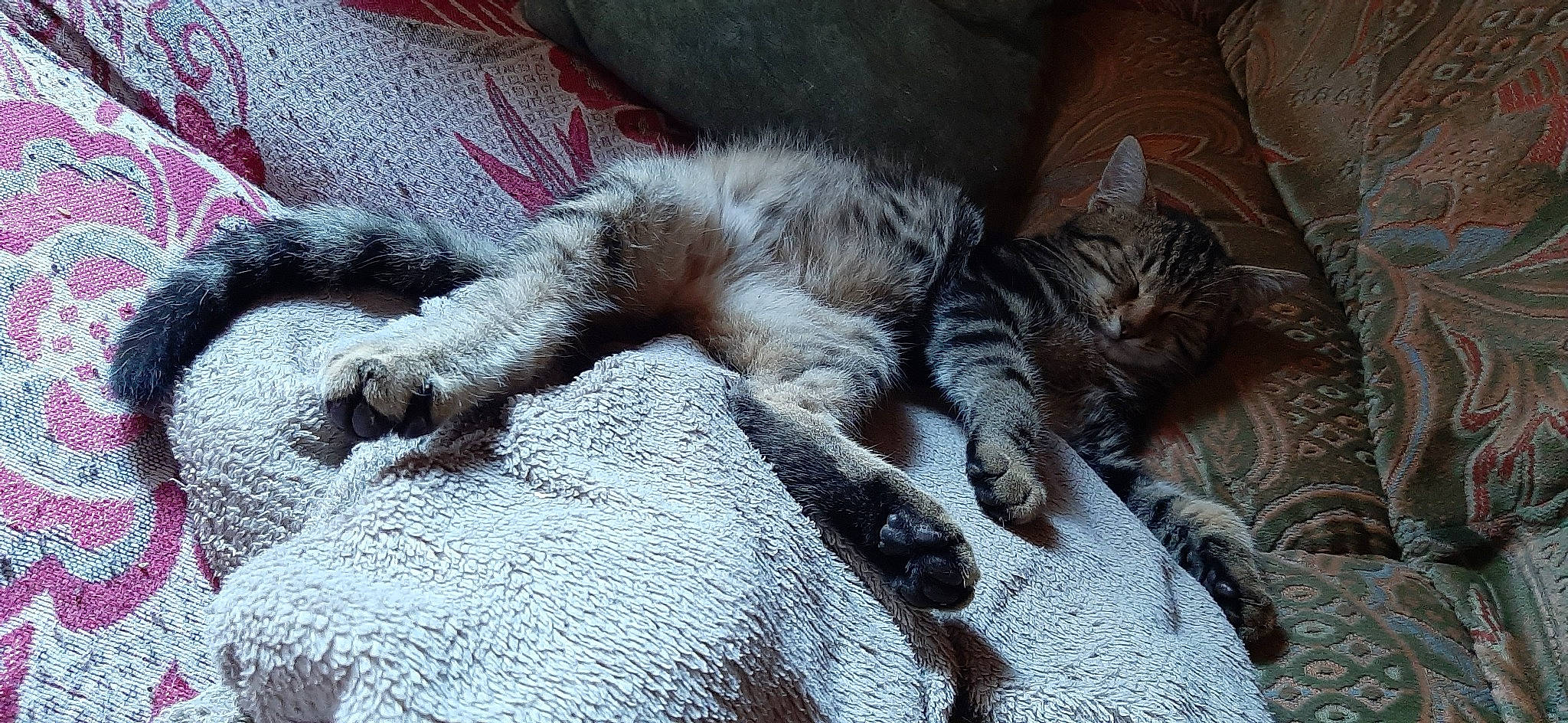 Covidou a rejoint le concours — aidez-le/la à gagner de superbes lots ! carnivore, cat, claw, comfort, domestic_short_haired_cat, felidae, fur, grey, nap, paw, sleep, small_to_medium_sized_cats, tail, terrestrial_animal, vertebrate, whiskers, wildlife, wood