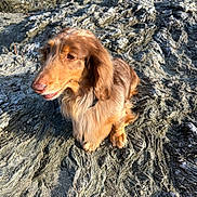 Richard participe au concours pour gagner de l'argent avec cette photo : dog, dachshund, long_haired, pet, sitting, rock, textured_rock, outdoor, sunlight, portrait, brown_fur, paws, collar, closeup, fur_texture, whiskers, coastal_rock, sand, calm, shadows
