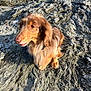 dog, dachshund, long_haired, pet, sitting, rock, textured_rock, outdoor, sunlight, portrait, brown_fur, paws, collar, closeup, fur_texture, whiskers, coastal_rock, sand, calm, shadows