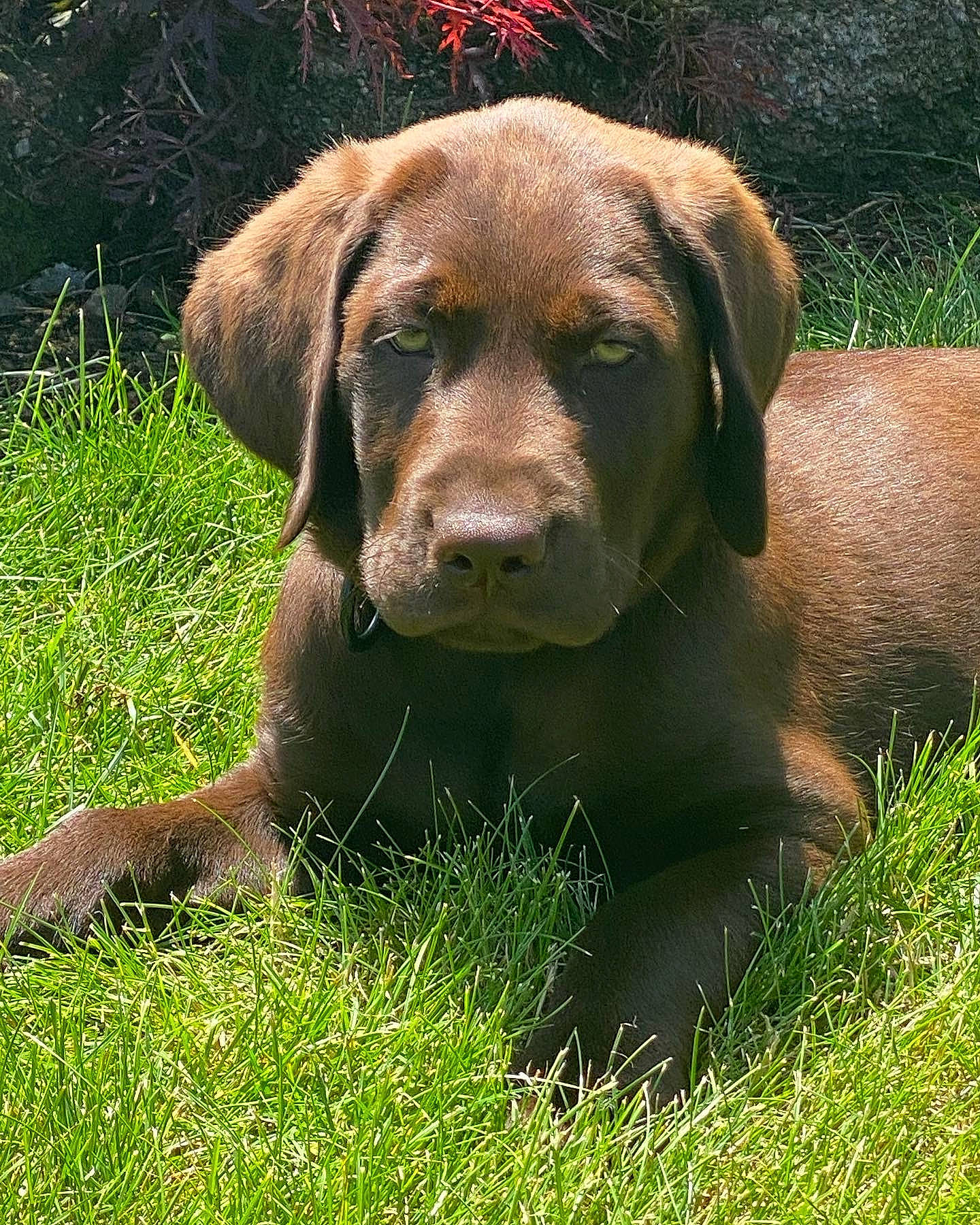 Rover is registered to the contest to win money with this photo: canidae, carnivore, companion_dog, dog, dog_breed, fawn, fur, grass, groundcover, gun_dog, hunting_dog, labrador_retriever, liver, plant, snout, sporting_group, terrestrial_animal, working_animal