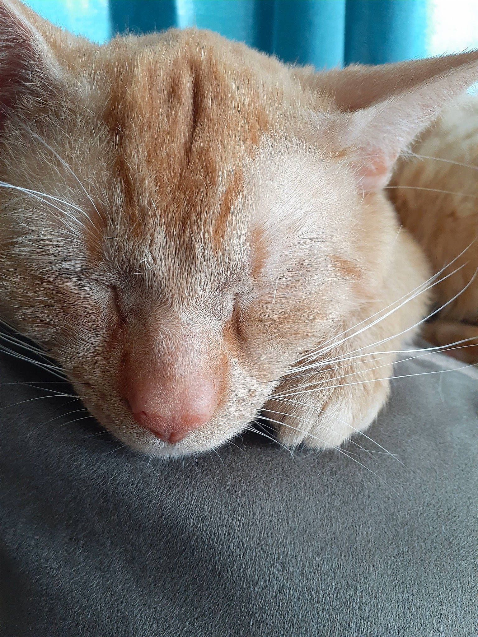 Rufus is registered to the contest to win money with this photo: carnivore, cat, claw, comfort, domestic_short_haired_cat, fawn, felidae, fur, nap, paw, sleep, small_to_medium_sized_cats, snout, tail, whiskers