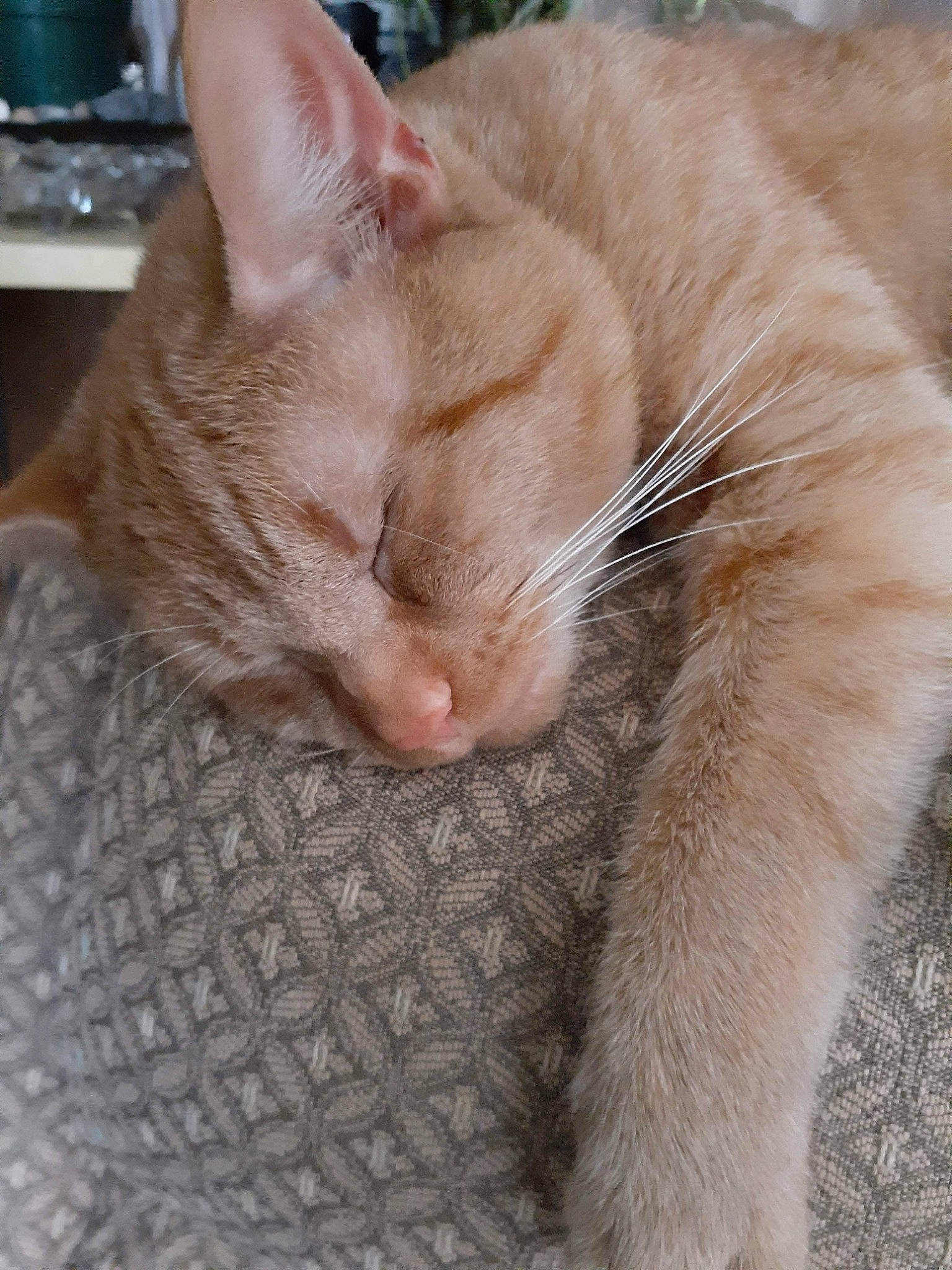 Rufus is registered to the contest to win money with this photo: carnivore, cat, cat_bed, cat_supply, claw, close_up, comfort, domestic_short_haired_cat, fawn, felidae, fur, home_appliance, paw, small_to_medium_sized_cats, snout, tail, terrestrial_animal, whiskers, wrinkle