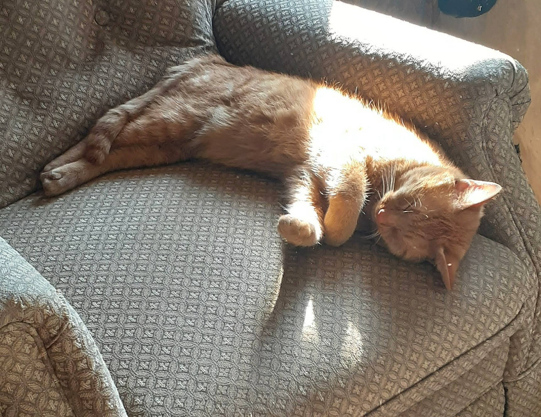 Rufus joined the competition — help win amazing prizes! brown, carnivore, cat, claw, comfort, couch, domestic_short_haired_cat, fawn, felidae, flooring, fur, grey, hardwood, linens, nap, paw, small_to_medium_sized_cats, tail, whiskers, wood