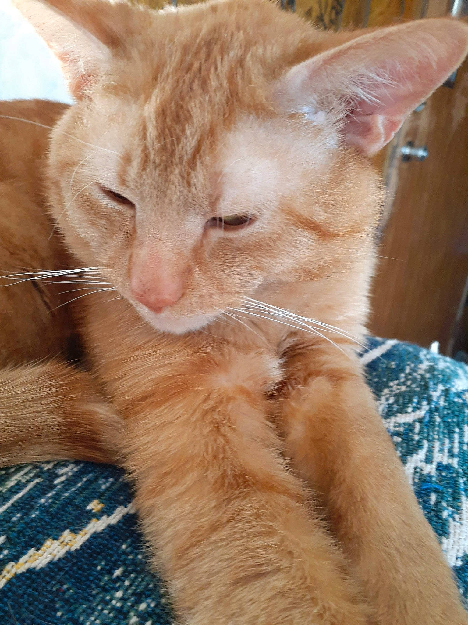 Rufus is registered to the contest to win money with this photo: carnivore, cat, claw, comfort, domestic_short_haired_cat, fawn, felidae, fur, paw, small_to_medium_sized_cats, snout, tail, terrestrial_animal, whiskers