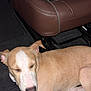 Haru joined the competition — help win amazing prizes! dog, sleeping, car_interior, leather_seat, blanket, leash, floor, pet, animal, resting, canine, brown, white, fur, paw, nose, closed_eyes, cozy, indoor, vehicle