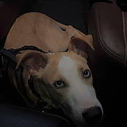 Haru joined the competition — help win amazing prizes! dog, canine, pet, lying_down, car_interior, seat, brown, white, animal, looking_up, indoor, curious, ears, floor, collar, resting, mammal, domestic_animal, vehicle, companion