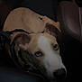 dog, canine, pet, lying_down, car_interior, seat, brown, white, animal, looking_up, indoor, curious, ears, floor, collar, resting, mammal, domestic_animal, vehicle, companion