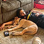 Haru is registered to the contest to win money with this photo: dog, person, carpet, couch, pillow, smartphone, sneaker, pet_carrier, indoor, resting, sleeping, relaxed, floor, home, casual, brown, red, black_clothing, hand, leisure