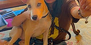 Haru is registered to the contest to win money with this photo: person, dog, indoor, carpet, plant, furniture, table, books, leash, casual_clothing, sitting, blue_eyes, bracelet, window, natural_light, home, decor, footwear, young_adult, cross_legged