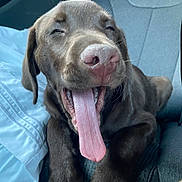 Duke joined the competition — help win amazing prizes! animal, canine, car_seat, chocolate_labrador, close_up, cute, dog, ears, fur, happy, indoor, mouth_open, nosed, paw, pet, puppy, relaxed, smiling, tongue, tongue_out