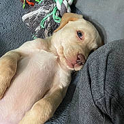 Daisy is registered to the contest to win money with this photo: animal, beige, blanket, close_up, cute, dog, fur, gray, indoor, lying_down, paw, pet, puppy, relaxed, resting, rope_toy, sleepy, snout, soft, toy
