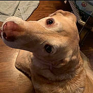 Butters joined the competition — help win amazing prizes! dog, canine, pet, light_brown, close_up, floor, wooden_floor, indoor, fur, animal, looking_up, curious, head_tilt, ears, eyes, nose, domestic_animal, mammal, companion, cute