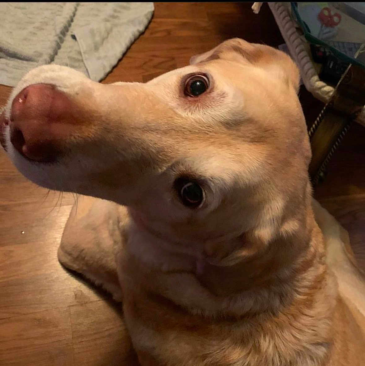 Butters joined the competition — help win amazing prizes! dog, canine, pet, light_brown, close_up, floor, wooden_floor, indoor, fur, animal, looking_up, curious, head_tilt, ears, eyes, nose, domestic_animal, mammal, companion, cute