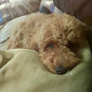 Bo joined the competition — help win amazing prizes! dog, curly_hair, blanket, indoor, cozy, sleepy, brown, soft_texture, couch, pet, fur, resting, comfort, close_up, relaxing, warm, snuggling, animal, portrait, companion