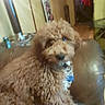 Bo is registered to the contest to win money with this photo: dog, brown_dog, curly_fur, pet, indoor, couch, leather_couch, animal, furry, companion, household, blurred, warm_lighting, curious, seated, domestic, living_room, cozy, cute, looking