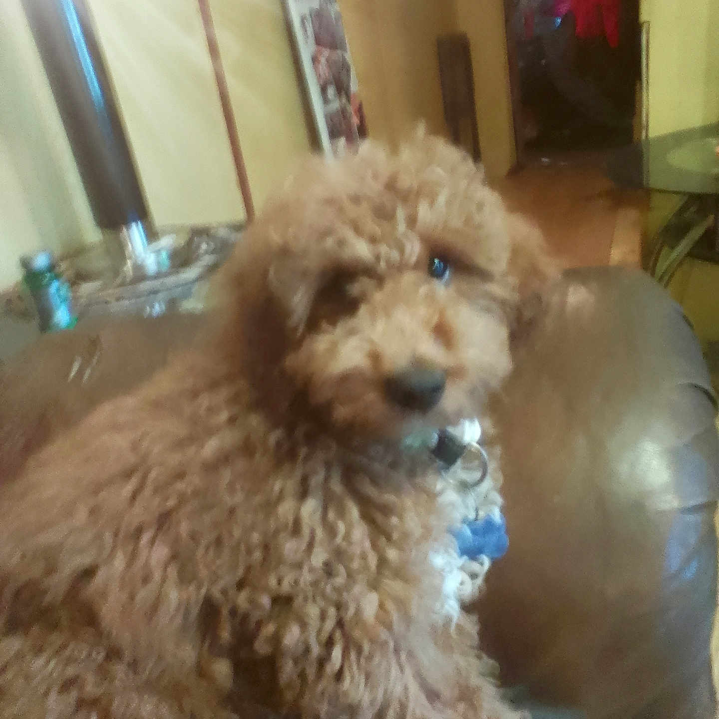 Bo
