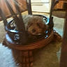 dog, furniture, wood, table, upside_down, indoor, carpet, blurry, brown, light, sunlight, kitchen, floor, pet, cozy, resting, animal, home, shadow, blur