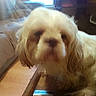 Wendy is registered to the contest to win money with this photo: dog, indoor, blurry, close_up, pet, furniture, wooden_surface, window, television, brown, white, long_hair, fur, animal, living_room, couch, light, background, domestic, companion
