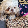 dog, fluffy, white_dog, blanket, leopard_print, animal_print, sweater, stars, cozy, pet, indoor, resting, fur, cute, small_dog, comfort, pattern, textile, relaxing, home
