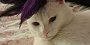 Sugar is registered to the contest to win money with this photo: animal, bed, black, cat, close_up, cute, domestic_cat, feathers, floral_bedspread, fur, headpiece, indoor, laying_down, pet, pink, portrait, purple, relaxed, whiskers, white_cat