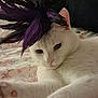 animal, bed, black, cat, close_up, cute, domestic_cat, feathers, floral_bedspread, fur, headpiece, indoor, laying_down, pet, pink, portrait, purple, relaxed, whiskers, white_cat