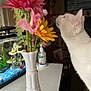 Sugar is registered to the contest to win money with this photo: aquarium, bouquet, cat, closeup, colorful, curious, decor, fish_tank, flowers, green_stem, hand_sanitizer, indoor, pet, pink_flower, plant, side_view, table, vase, white_cat, yellow_flower