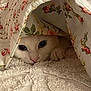 animal, bed, blanket, cat, closeup, comfort, cozy, curious, cute, floral_pattern, fur, hidden, indoor, peek, pet, quilt, resting, soft_texture, whiskers, white_cat